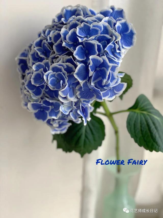 绣球青花瓷（每日一花青花瓷绣球）(3)