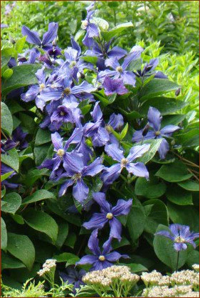 Clematis Durandii, Non-Vining Clematis - Brushwood Nursery, Clematis Specialists