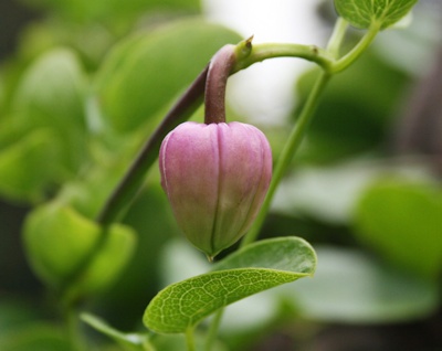 C. 'Strawberry Kiss' bud©Mia Broder