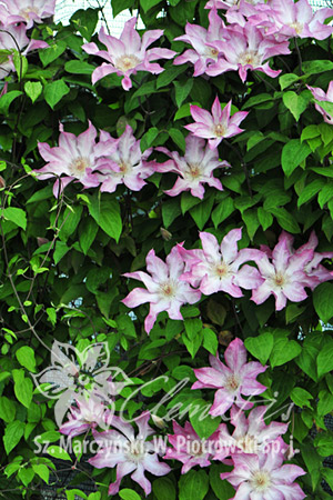 Clematis 'Rooran' 