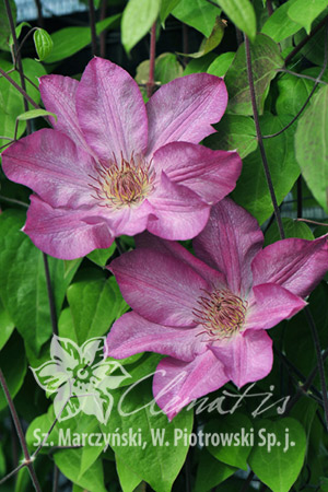 Clematis 'Rooran' 