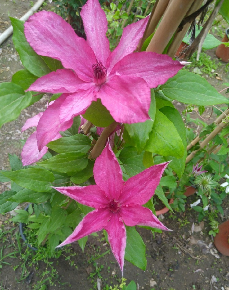 铁线莲——芭芭拉 Barbara
