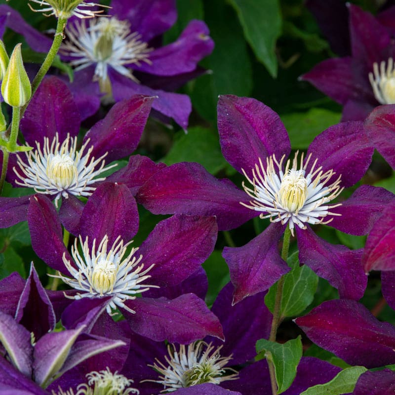 Clematis The Vagabond