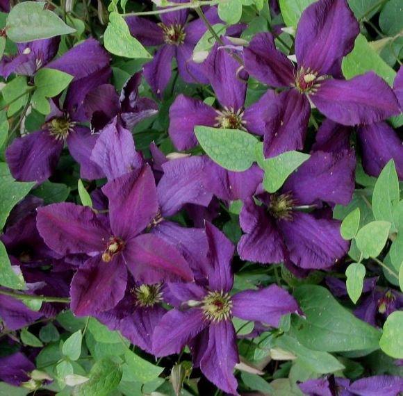 Clematis viticella Polish Spirit group shot
