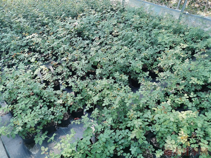 罗衣小苗