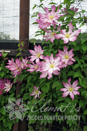 Clematis 'Frau Susanne'