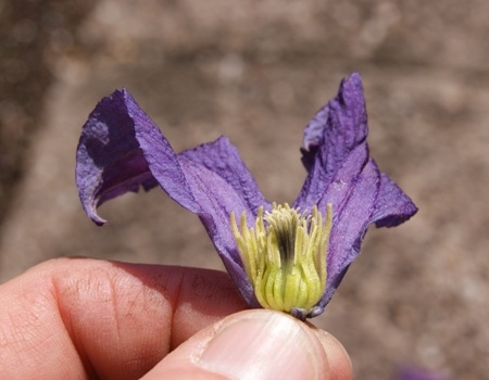 C. × diversifolia 'Hendersonii'©Wim Snoeijer