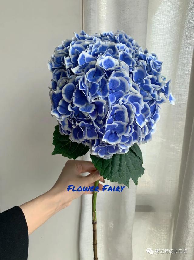 绣球青花瓷（每日一花青花瓷绣球）(2)