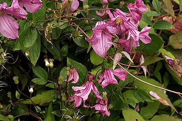 Clematis 'Alionushka'©Ton Hannink