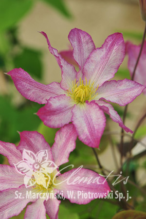 Clematis 'Frau Susanne'