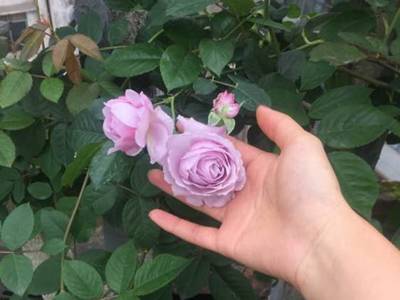 月季 薰衣草花环