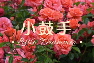月季 小鼓手