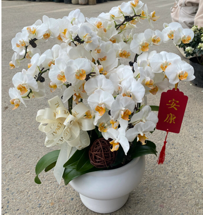 蝴蝶兰 玉观音