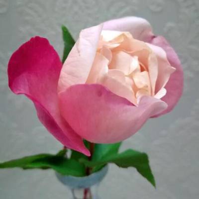 月季 德丽兹花环
