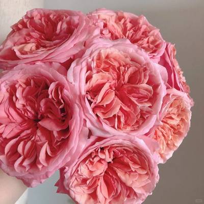 月季 粉色激情