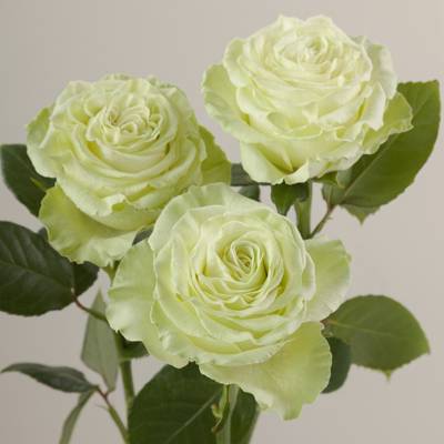 月季 芥末