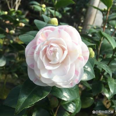 茶花 十八学士