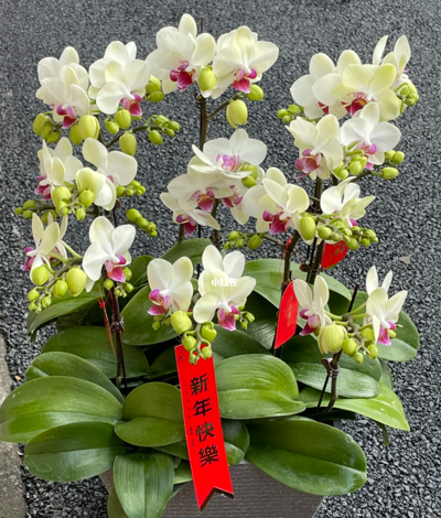 蝴蝶兰 绿熊