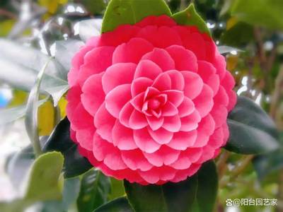 茶花 六角大红