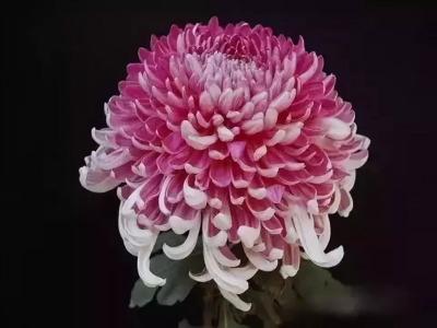 菊花 大红如意