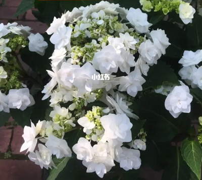 绣球 婚纱