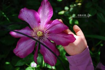 铁线莲 巴蒂森