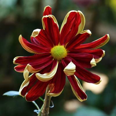 菊花 帅旗