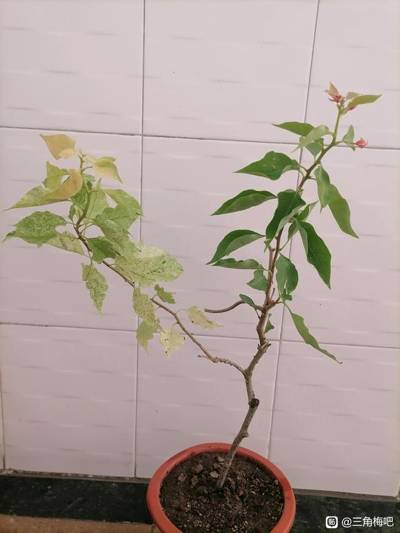 三角梅 斑叶印度澄粉