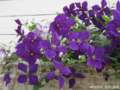 铁线莲 杰克曼二世