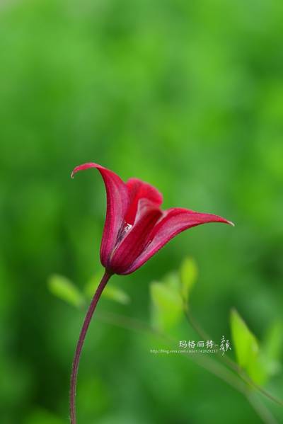 铁线莲 格拉芙泰美女
