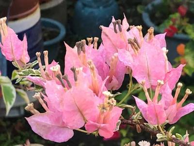 三角梅 樱花贝拉坎