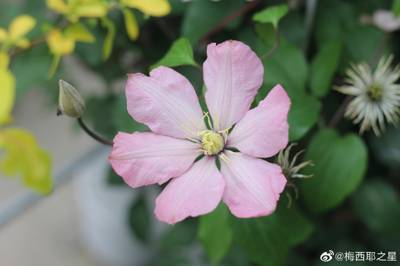 铁线莲 爱诺露
