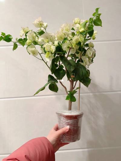 三角梅 牙买加白
