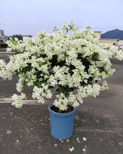 三角梅 白雪公主