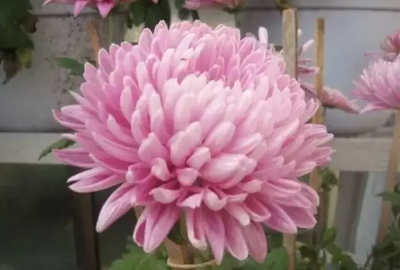 菊花 粉荷花