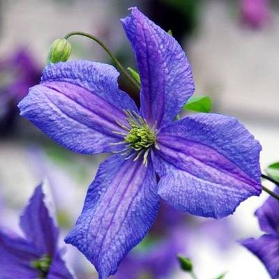 铁线莲 艾米莉亚花盘