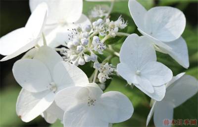 绣球 芭型明迪