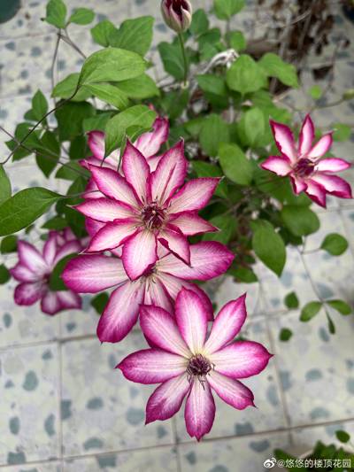 铁线莲 花边石竹