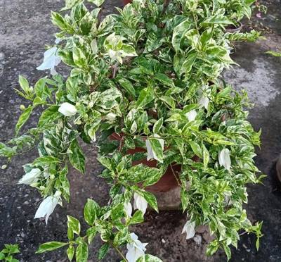 三角梅 虎斑白