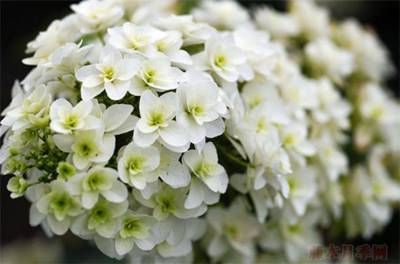 绣球 雪花
