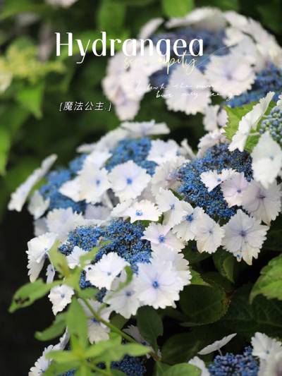 绣球 魔法公主